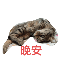 岳芬芬
