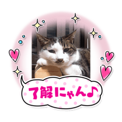 かぐおとニャン