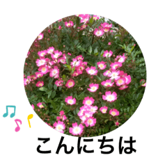 Miyuki's flower garden