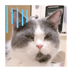 阿福毛毛的日常