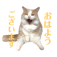 tanuki_20211010015854