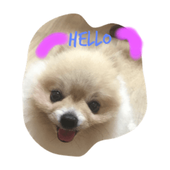 MheeMhee teddy dog