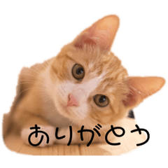 ねこあはははははh - LINE スタンプ | LINE STORE