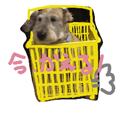 MYDOGLIFE2