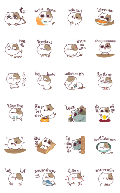 Tofu cat Dukdik 3