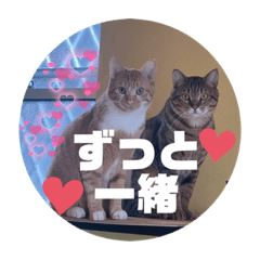 PET CAT TORA&CYOBY STAMP