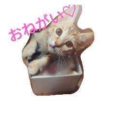 ankira_milk