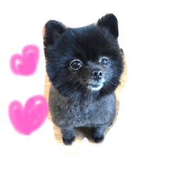 pomeranian PoCo
