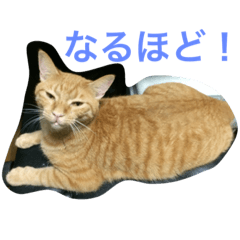 cats in myhouse.