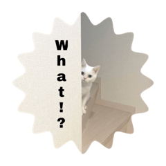 Kitten in the house