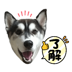 Siberian Husky Gomashio Sticker