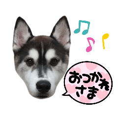 Siberian Husky Gomashio Sticker2