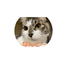 クロシバスタンプ4