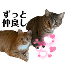 CAT TORA&CYOBY STAMP4.0