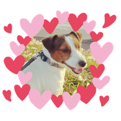 Jack Russell  Dachs