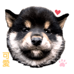 黑柴   Kuro shiba