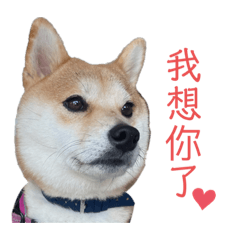 全明星小步步（柴犬）