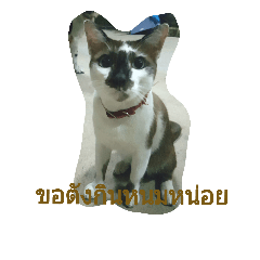 animal aroud toie