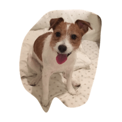 maria the Jack Russell