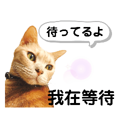 日本語と中国語(簡体字)で猫がおしゃべり