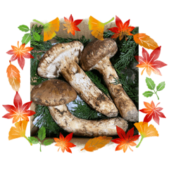 ringo_20211011155851