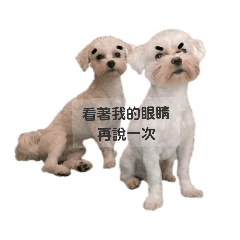 （新）我家毛很多