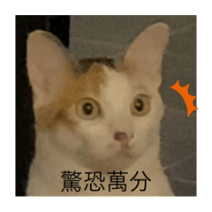 將 嚕 誌 與招財進寶