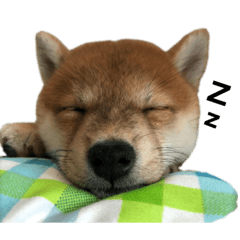 全明星小步步（萌柴犬篇）