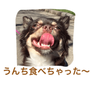 vegetto koike