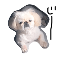 pekingese shu shu