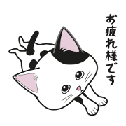 [black and white bicolor cat]