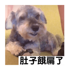 Schnauzer胖公主