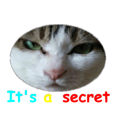 Every day for cats