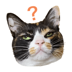 RINGO_20211012190439