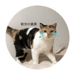 yanagi_20211012233617