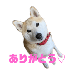 Shiba sakurachan