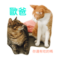 阿嚕的日常生活2