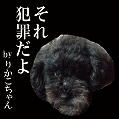 Toy poodle for Rikako