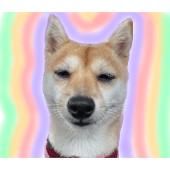 maipan_20211013162556