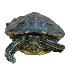 My Cute Little Turtle