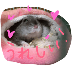 Menko chan hamster