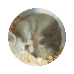 Mayu_20211013hamster