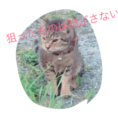my cats  STAMP