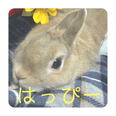 Rabbit H Stamp vol.2