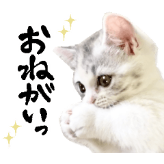 KOMUGI-kitten-