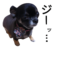 Pet dog stamp