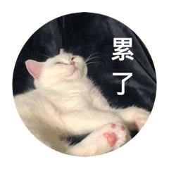 猫貓