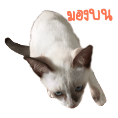 Tung-Ngern