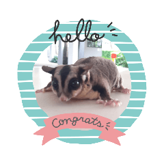 CHARLOTTE  SUGARGLIDER