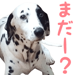 Daily use stickers (Dalmatian)